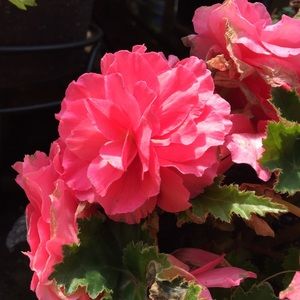 Meet your Posher, Olive